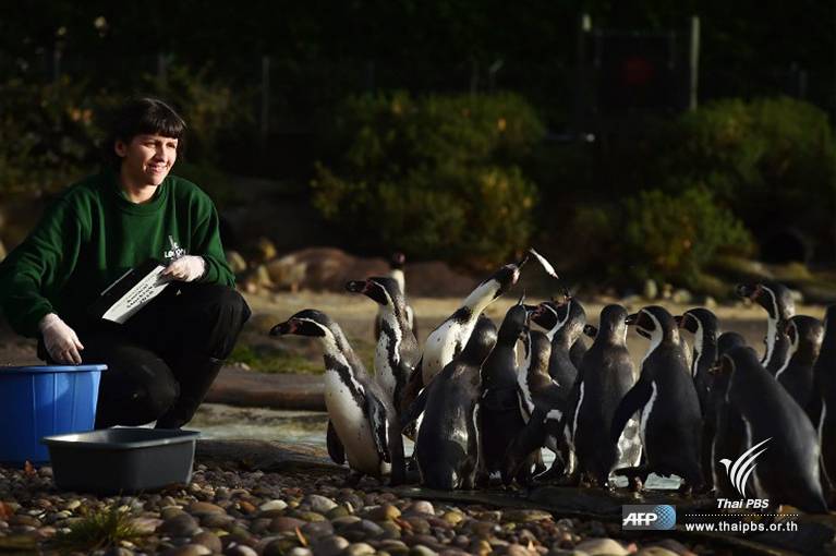 เจ้าหน้าที่สวนสัตว์สาวนับจำนวนเพนกวินด้วยวิธีการให้เข้าแถว เพื่อป้อนปลาทีละตัวและนับจำนวนไปด้วย