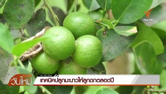 เทคนิคปลูกมะนาวให้ลูกดกตลอดปี