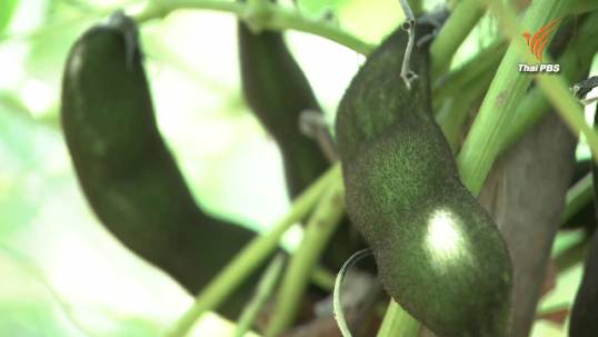 "หมามุ่ย"แก้ปัญหา"มีบุตรยาก-คลายเครียด" เร่งวิจัย-พัฒนาต่อยอดเป็นพืชเศรษฐกิจ