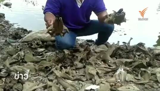 พบกระโหลกสัตว์จำนวนมากถูกทิ้งในคลอง จ.พระนครศรีอยุธยา