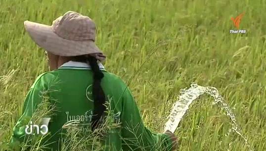 ชาวนาพระนครศรีอยุธยา ลงทุนซื้อน้ำไม่ให้ข้าวยืนต้นตาย