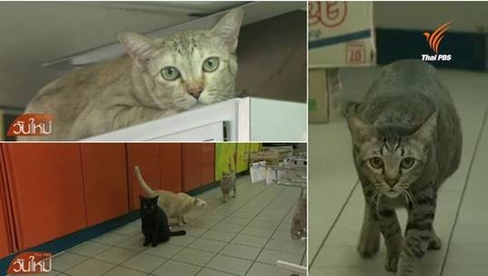 6 เหมียวมินิมาร์ทในปั๊มน้ำมันย่านประชานุกูลได้บ้านใหม่แล้ว