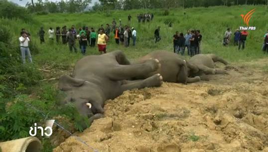 จนท.พบร่องรอยเฉือนปลายงวงลูกช้างป่าละอู คาดมีผู้รู้เห็น