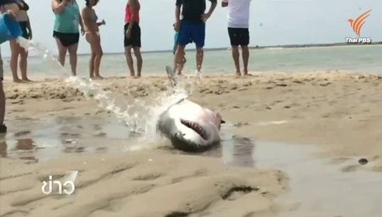 ชาวอเมริกันช่วยชีวิตฉลามขาวเกยตื้นในสหรัฐฯ เหตุว่ายน้ำล่านกนางนวลเพลิน