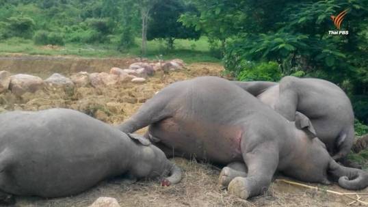 ช้างป่าแก่งกระจานตาย 3 ตัว-เลือดออกปาก สัตวแพทย์เร่งสอบหาสาเหตุ-คาดกินยาพิษ 