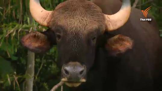 จนท.เฝ้าระวังกระทิงเขาใหญ่ข้ามถนน ภัยแล้งบีบออกจากป่าหาแหล่งน้ำ