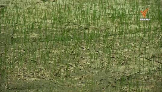 ฝนตกเพิ่มภาคเหนือ-อีสาน บรรเทาทุกข์เกษตร