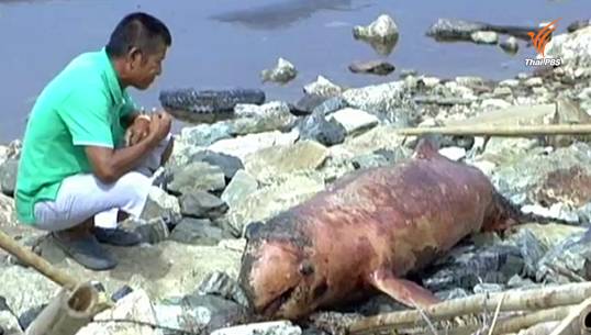 พบซากโลมาเกยตื้นที่ จ.สมุทรปราการ คาดถูกใบพัดเรือกระแทก