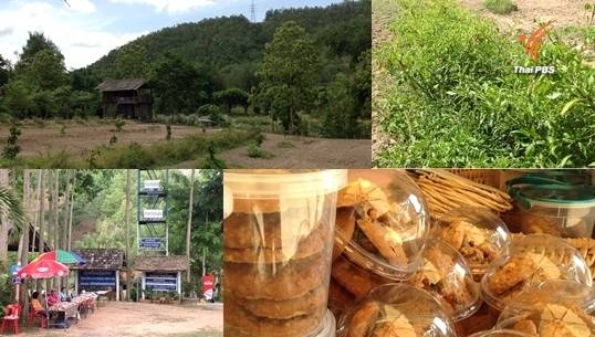 ‘บ้านทาป่าเปา’ต้นแบบฟื้นฟูป่าอนุรักษ์ต้นน้ำ ต่อยอดเกษตรกรรม-แปรรูปผลิตภัณฑ์