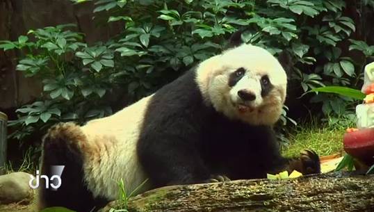 "เจีย เจี๋ย" แพนด้าที่อายุมากที่สุดในโลก ฉลองวันเกิดครบรอบ 37 ปี