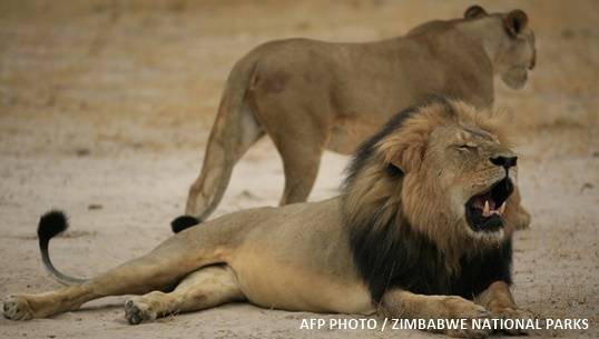 ซิมบับเวเผยทันตแพทย์ชาวอเมริกันเป็นผู้สังหาร "เซซิล" สิงโตป่าขวัญใจนักท่องเที่ยว