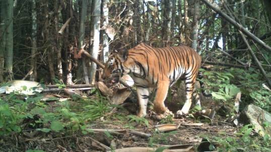บันทึกภาพ‘เสือโคร่ง’ป่าตะวันตกได้ 134 ตัว ปรับแผน-หวังเพิ่มอีก 50 % ภายในปี 2565