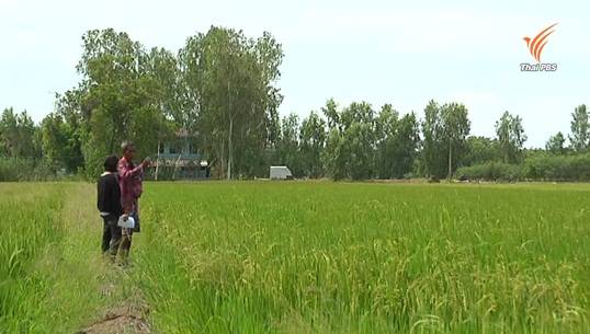 ภัยแล้งบีบเกษตรกรจำใจขายนาปลดหนี้ พลิกชีวิตหันไปเช่าที่ดินนายทุนทำแทน