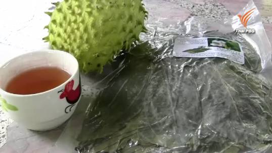 แพทย์เตือนผู้ป่วยมะเร็งกิน "ใบทุเรียนเทศ" อันตรายต่อตับ-ไต ถึงกับเสียชีวิตได้