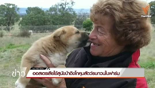 ออสเตรเลียเพาะพันธุ์สุนัขป่าดิงโกใช้คุมสัตว์รบกวนในฟาร์ม