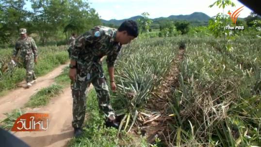 พบรอยกระทิงหากินในไร่ชาวบ้าน คาดหลงมาจากป่าแก่งกระจาน