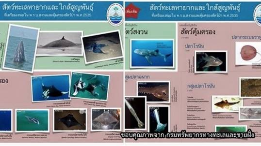 ระบุดัน 24 สัตว์ทะเลเป็นสัตว์สงวน-คุ้มครอง เพื่อให้การวิจัย-อนุรักษ์-ท่องเที่ยวยั่งยืนขึ้น