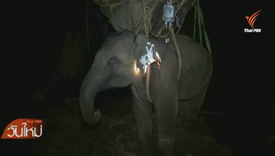 จนท.ดูแลช้างป่าล้มป่วยใน จ.ประจวบคีรีขันธ์ อย่างใกล้ชิด