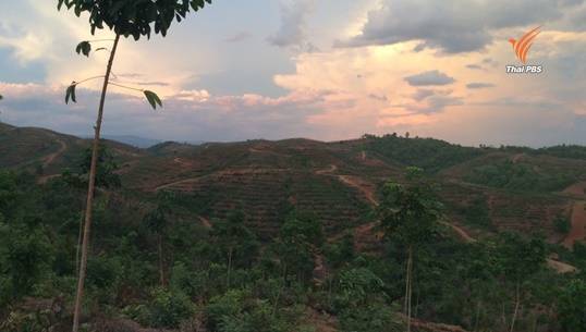 พบนายทุนรุกป่า จ.เพชรบูรณ์ ปลูกยางพารากว่า 4,000 ไร่