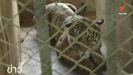ผู้เชี่ยวชาญสัตว์ป่าเตือน เสือเป็นสัตว์เลี้ยงไม่เชื่อง ไม่ควรเข้าใกล้ทุกกรณี