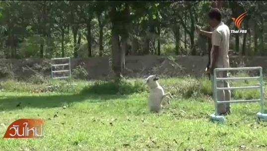 ศูนย์พักพิงฯ จ.อุทัยธานี ฝึกเพิ่มคุณค่าสุนัขจรจัด