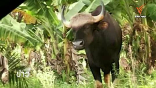 กระทิงอาละวาดสวนยางกระบี่ ไล่ทำร้ายวัวชาวบ้าน