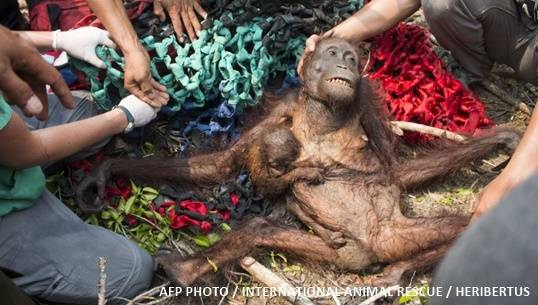 เผยภาพสลด อุรังอุตังแม่-ลูกหนีไฟป่าอินโดนีเซีย ถูกชาวบ้านทำร้ายซ้ำ