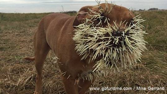 หมาสู้เม่นจนเจ็บหนัก หนุ่มแคนาดาระดมทุนออนไลน์หาค่ารักษาพยาบาล