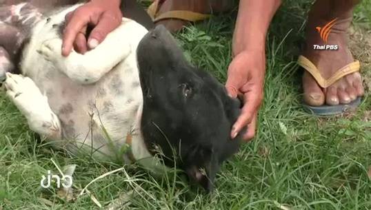 ตร.ตั้งประเด็นวัยรุ่นคึกคะนอง-มิจฉาชีพ เหตุวางยาเบื่อสุนัขใน จ.กำแพงเพชร