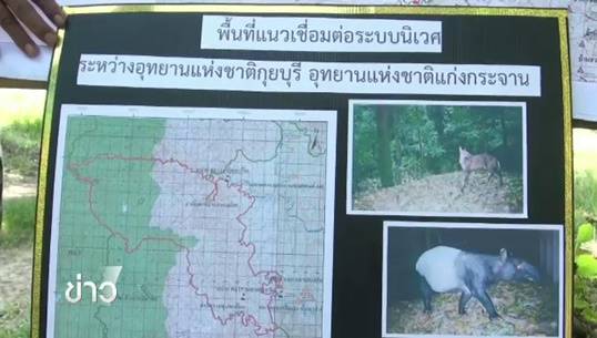 พบแหล่งวางไข่จระเข้น้ำจืดพันธุ์ไทยที่อุทยานฯ กุยบุรี 