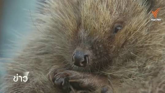 รู้หรือไม่! ทำไมรั้วบ้านทำเม่นในอังกฤษลดลง