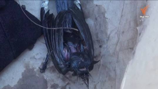 วิกฤตคราบน้ำมันปนเปื้อนที่ป่าชายเลน จ.สมุทรสาคร