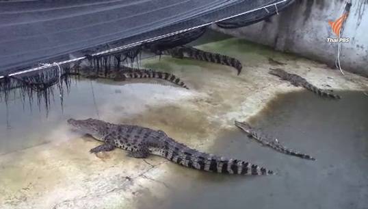 จระเข้หลุดออกจากฟาร์มใน จ.ราชบุรี เตือนชาวบ้านงดลงน้ำ-หาปลาในคลอง