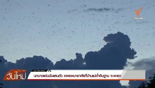 นกนางแอ่นกว่าแสนตัวอพยพมาอาศัยที่บ้านแม่ต๋ำอินฐาน จ.พะเยา