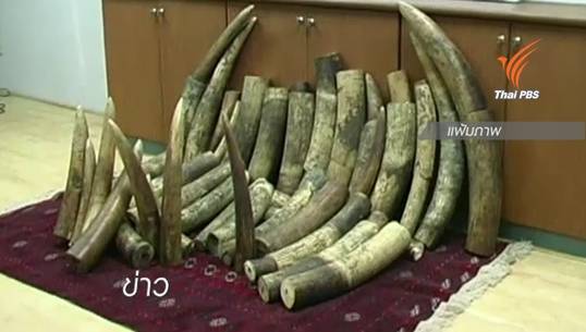 ไทยเตรียมทำลายงาช้างแอฟริการวมกว่า 2 ตัน 26 ส.ค.นี้