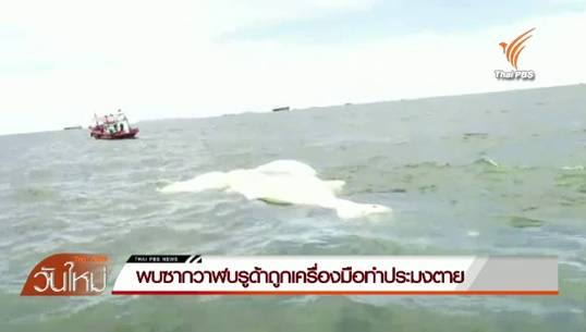 นักวิชาการประมงคาดเครื่องมือทำประมง-ขยะ สาเหตุวาฬบลูด้ายาว 12 เมตรตายที่เกาะสีชัง