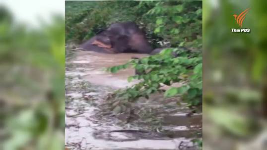 ช้างป่าเข้ากินผลไม้ ทำลายสวนใน จ.จันทบุรี