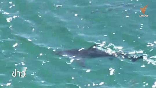 ญี่ปุ่นสั่งปิดชายหาด 9 แห่ง หลังพบฉลาม 2 ตัวว่ายวนเวียน