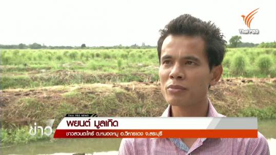 อดีตวิศวกรผันตัวเองมาปลูกตะไคร้สร้างรายได้เดือนละ 200,000 บาท