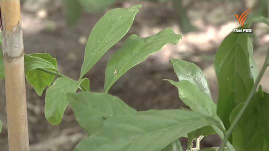 ผักหวานป่า สร้างรายได้ทั้งหมู่บ้าน