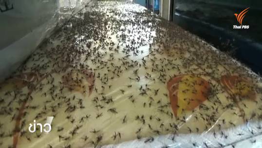 กองทัพยุงบุกร้านขายเฟอร์นิเจอร์ จ.ลำปาง