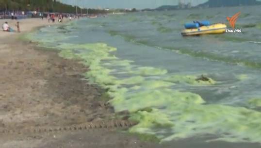 เตือนนักท่องเที่ยวงดเล่นน้ำทะเลหาดบางแสน หลังน้ำเปลี่ยนสี-กลิ่นเหม็น 