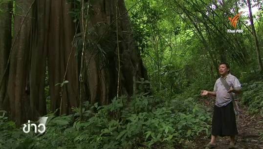 ชุมชนบ้านห้วยปลาหลด จ.ตาก ต้นแบบการฟื้นฟูป่าต้นน้ำอย่างยั่งยืน