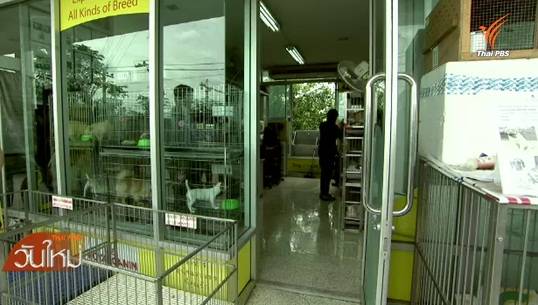 กรมปศุสัตว์ตรวจจับร้านขายยาสัตว์เถื่อนที่ตลาดนัดจตุจักร-อตก. 