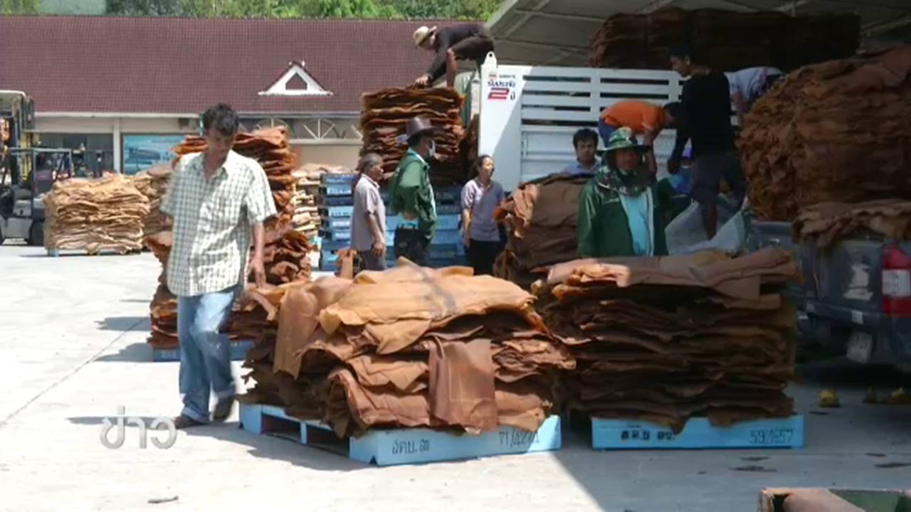 เตรียมเปิดรับซื้อยางพาราจุดแรกใน อ.กันตัง จ.ตรัง