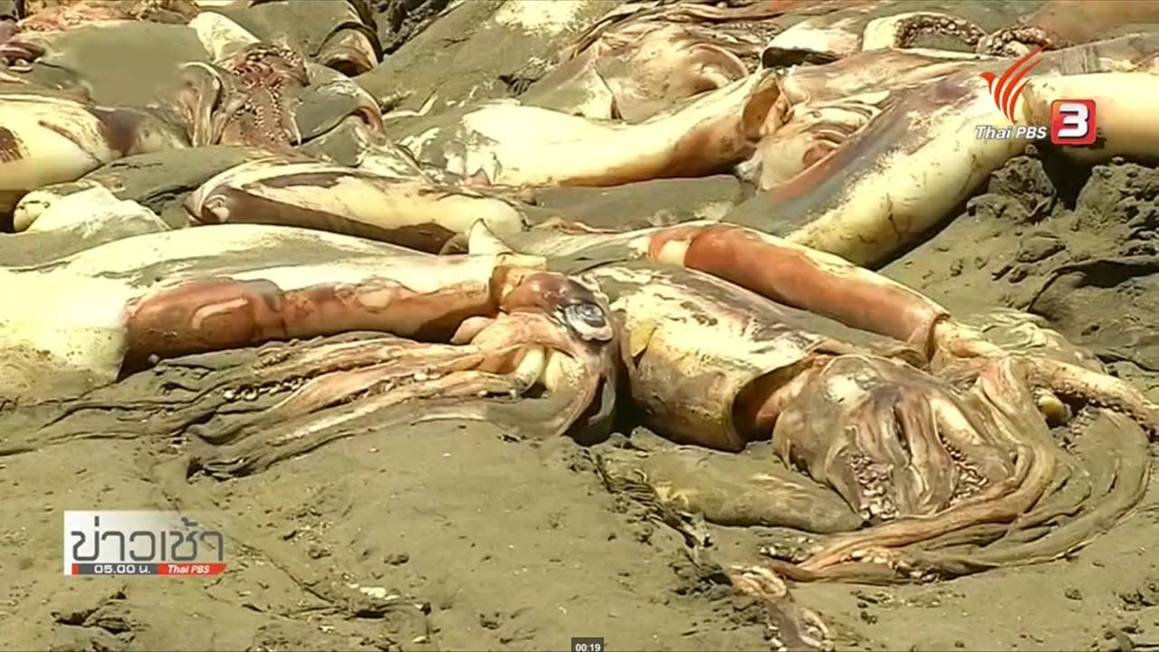 หมึกขนาดใหญ่หลายพันตัวตายเกลื่อนหาดในชิลี หลังระบบนิเวศวิทยาทางทะเลเกิดวิกฤต