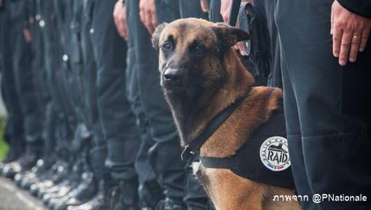 "ฉันคือสุนัข" แฮชแท็กยอดนิยมไว้อาลัยสุนัขตำรวจฝรั่งเศสที่ตายระหว่างปฏิบัติหน้าที่