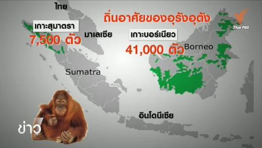 "อุรังอุตัง" เสี่ยงสูญพันธุ์เหตุแหล่งอาศัยถูกทำลาย-การลักลอบล่า