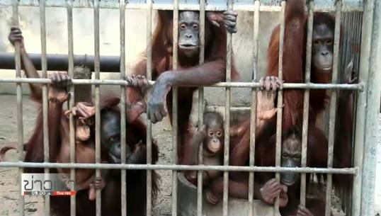 กรมอุทยานฯ ส่งอุรังอุตัง 14 ตัวคืนอินโดฯ ลักลอบนำเข้า-ถูกทิ้งที่ภูเก็ตหลายปีก่อน