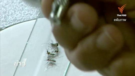 ผู้เชี่ยวชาญคาดวัคซีนป้องกันไข้เลือดออกใช้เวลาหลายปีก่อนนำมาทดลองในสัตว์